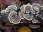 Lepketapló (Trametes versicolor), Pilis